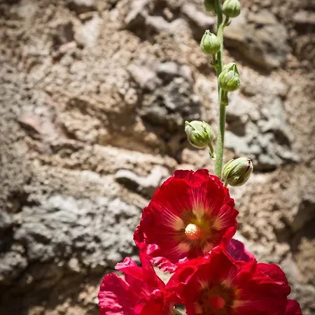 Alvavista2 트레비