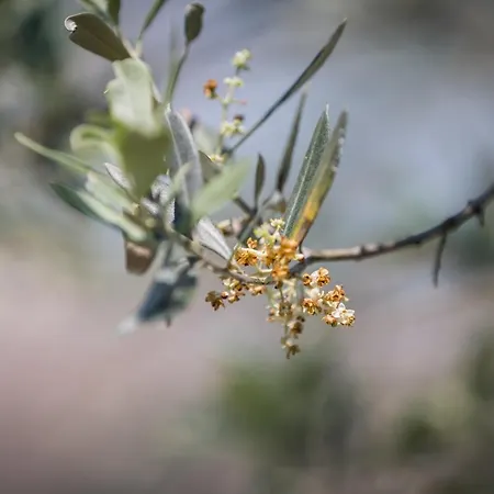 Alvavista2 Τρέβι