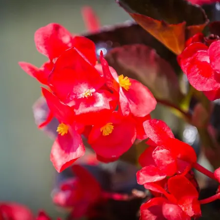 Alvavista2 트레비